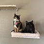 cat, calico_cat, black_cat, pets, animal, feline, indoor, cat_shelf, wall_mount, cozy, cute, alert, perched, two_cats, pet_collar, curious, companions, domestic_animal, fur, whiskers