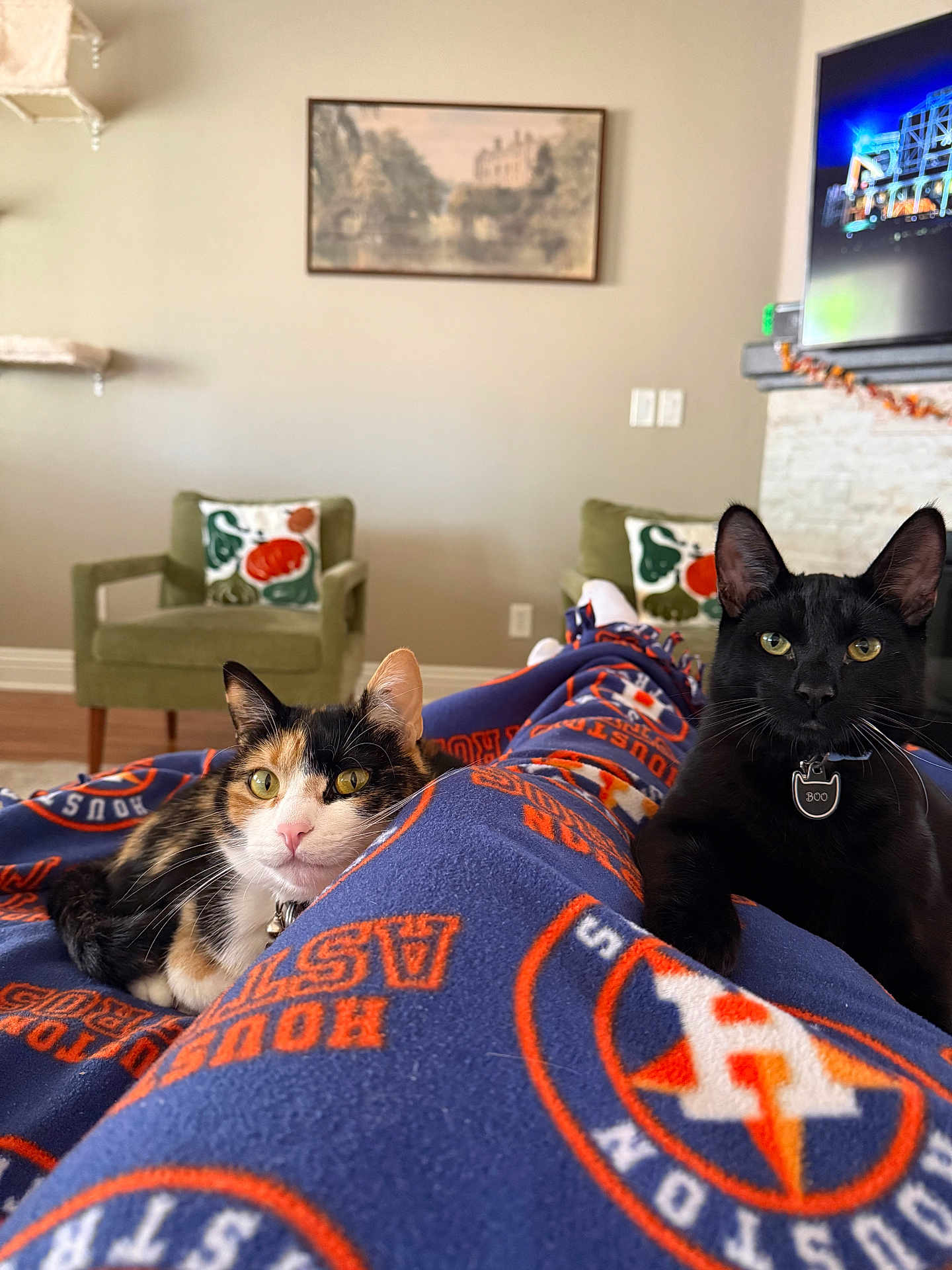 Boo And Lila is registered to the contest to win money with this photo: cat, calico_cat, black_cat, blanket, houston_astros, indoor, living_room, chair, pillow, television, pet, feline, animal, relaxing, cozy, collar, decoration, painting, floor, home