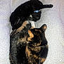 Boo And Lila is registered to the contest to win money with this photo: cat, cats, feline, pet, sleeping, resting, black_cat, tortoiseshell_cat, collar, blanket, cozy, fur, animal, domestic_animal, cute, indoor, close_up, two_cats, laying_down, relaxed