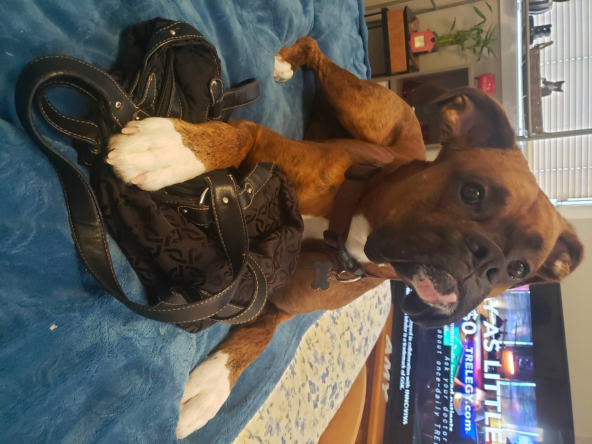 Leo joined the competition — help win amazing prizes! canidae, carnivore, collar, companion_dog, dog, dog_breed, dog_collar, dog_supply, fashion_accessory, fawn, guard_dog, hat, houseplant, human_leg, liver, pet_supply, plant, sporting_group, window, working_animal