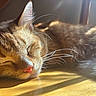 Twix is registered to the contest to win money with this photo: cat, ginger_cat, sleeping, sleepy, furry, whiskers, pink_nose, closed_eyes, sunlight, sunbeam, wooden_floor, indoor, cozy, relaxed, pet, animal, portrait, warm_lighting, close_up, nap