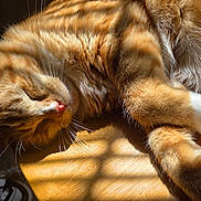 Twix joined the competition — help win amazing prizes! cat, kitten, orange_tabby, sleeping, relaxed, fluffy, fur, whiskers, closed_eyes, pink_nose, paws, white_paws, animal, pet, sunlight, wooden_surface, indoor, close_up, cute, nap
