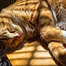cat, kitten, orange_tabby, sleeping, relaxed, fluffy, fur, whiskers, closed_eyes, pink_nose, paws, white_paws, animal, pet, sunlight, wooden_surface, indoor, close_up, cute, nap