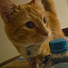 cat, orange_cat, tabby, feline, pet, animal, whiskers, eyes, ears, tail, fur, curious, standing, indoor, table, water_bottle, close_up, portrait, warm_lighting, photography