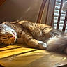 cat, orange_cat, white_fur, sleeping, relaxed, lying_down, fluffy, long_hair, whiskers, pink_nose, sunlight, sunbeam, wooden_chair, window, window_blinds, indoor, home, cozy, animal_portrait, napping