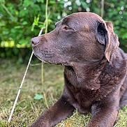 Icar participe au concours pour gagner de l'argent avec cette photo : dog, brown_dog, chocolate_labrador, pet, animal, portrait, close_up, outdoor, garden, grass, nature, greenery, lying_down, relaxed, profile, floppy_ears, short_hair, snout, bokeh, daylight