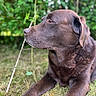 animal, bokeh, brown_dog, chocolate_labrador, close_up, daylight, dog, floppy_ears, garden, grass, greenery, lying_down, nature, outdoor, pet, portrait, profile, relaxed, short_hair, snout