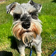 Fenian joined the competition — help win amazing prizes! accessories, affenpinscher, airedale, animal, canine, dog, field, grass, grassland, lawn, leash, nature, outdoors, pet, plant, poodle, puppy, strap, terrier, whitedog