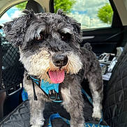 Riley joined the competition — help win amazing prizes! dog, pet, canine, car_interior, seat_cover, harness, leash, tongue_out, happy, furry, gray_fur, white_fur, window, trees, blue_sky, clouds, daylight, close_up, animal, companion