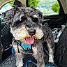 dog, pet, canine, car_interior, seat_cover, harness, leash, tongue_out, happy, furry, gray_fur, white_fur, window, trees, blue_sky, clouds, daylight, close_up, animal, companion