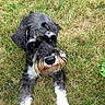 Riley is registered to the contest to win money with this photo: airedale, animal, ball, canine, dog, field, football, grass, grassland, lawn, nature, outdoors, pet, plant, poodle, puppy, soccer, soccerball, sport, terrier