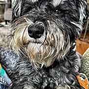 Aengus is registered to the contest to win money with this photo: affenpinscher, airedale, animal, canine, cockerspaniel, couch, dog, furniture, pet, poodle, puppy, terrier