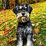 Aengus is registered to the contest to win money with this photo: animal, autumn, canine, dog, field, grass, grassland, grove, land, leaf, maple, nature, outdoors, pet, plant, puppy, terrier, tree, vegetation, woodland