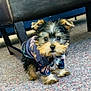 puppy, dog, small_dog, clothing, jacket, carpet, indoor, cute, pet, animal, fur, ears, floor, legs, looking, curious, young, adorable, domestic_animal, tiny