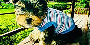 Macho is registered to the contest to win money with this photo: adorable, animal, companion, curious, cute, dog, fur, grass, greenery, nature, outdoor, pet, porch, puppy, small_dog, sunlight, sweater, trees, wooden_floor, young_dog