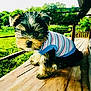 Macho is registered to the contest to win money with this photo: puppy, dog, pet, sweater, outdoor, porch, wooden_floor, greenery, grass, trees, cute, small_dog, animal, fur, nature, sunlight, young_dog, companion, adorable, curious