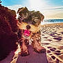 Macho joined the competition — help win amazing prizes! puppy, dog, beach, sand, ocean, sunset, footprints, happy, tongue_out, fur, pet, outdoor, nature, sky, sunlight, water, animal, small_dog, cute, playful