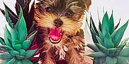 Macho is registered to the contest to win money with this photo: puppy, dog, pet, succulent, plant, indoor, green, happy, cute, fur, small, mouth_open, tongue_out, pot, table, adorable, animal, nature, smiling, front_view