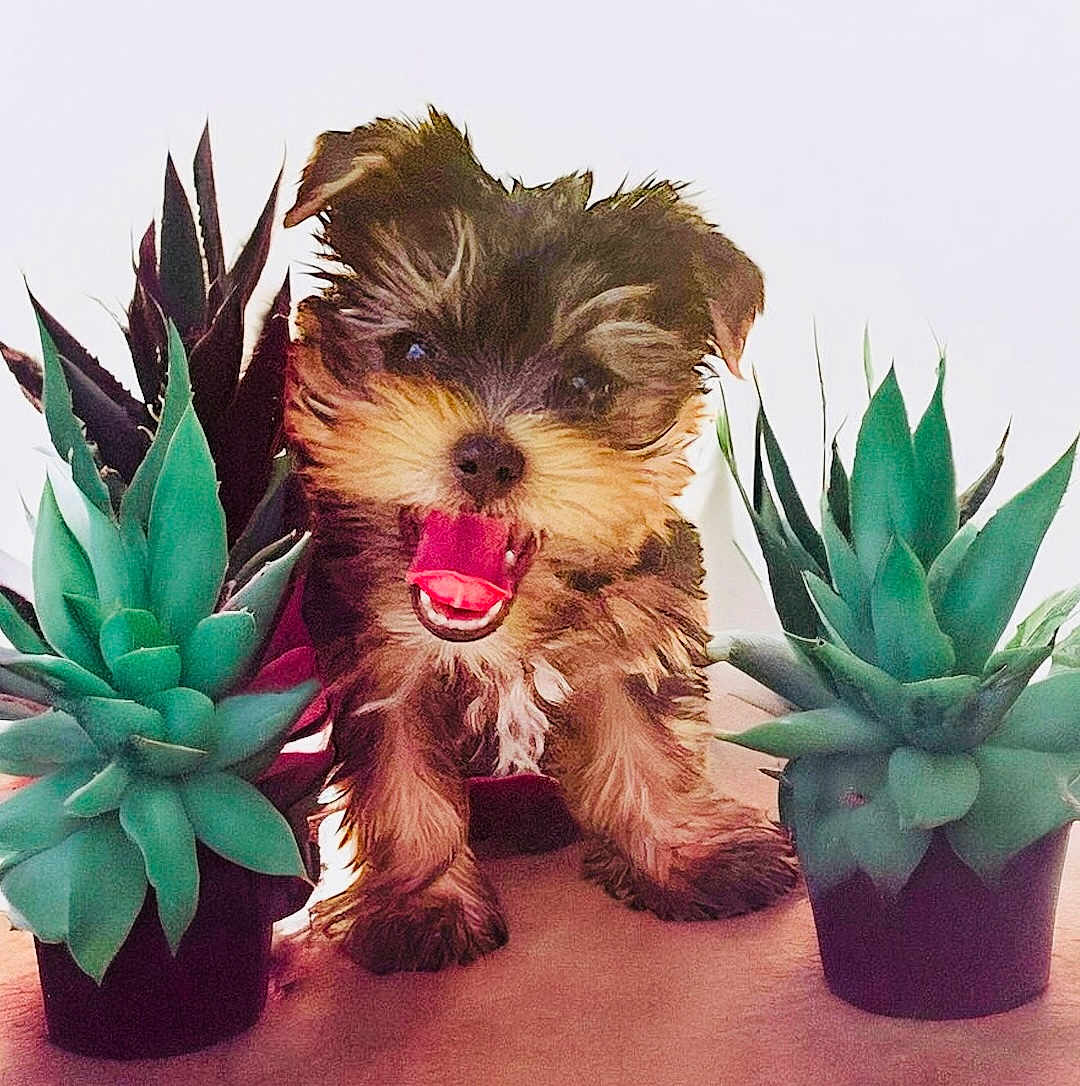 Macho is registered to the contest to win money with this photo: puppy, dog, pet, succulent, plant, indoor, green, happy, cute, fur, small, mouth_open, tongue_out, pot, table, adorable, animal, nature, smiling, front_view