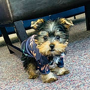 Macho is registered to the contest to win money with this photo: puppy, dog, small_dog, fluffy, carpet, indoor, pet_clothing, cute, curious, animal, young_dog, portrait, pet, sitting, furry, indoors, home, adorable, looking_up, companion