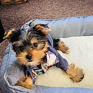 Macho joined the competition — help win amazing prizes! adorable, animal, canine, carpet, clothing, cozy, cute, dog, ears, face, floral, fur, home, indoor, pet_bed, puppy, resting, small_dog, soft, young_dog