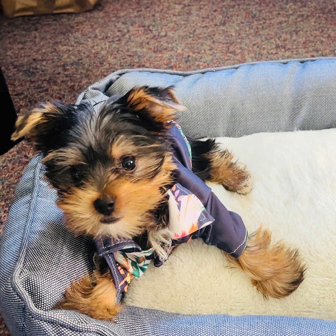 Macho joined the competition — help win amazing prizes! adorable, animal, canine, carpet, clothing, cozy, cute, dog, ears, face, floral, fur, home, indoor, pet_bed, puppy, resting, small_dog, soft, young_dog