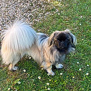 Arlo a rejoint le concours — aidez-le/la à gagner de superbes lots ! dog, fluffy, grass, flowers, outdoor, pet, animal, small_dog, curious, tail, nature, daylight, standing, paws, fur, black_face, greenery, ground, garden, canine