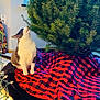 cat, christmas_tree, tree_skirt, indoor, carpet, curious, holiday_lights, decor, greenery, feline, pet, cozy, checkered_pattern, red, black, white, gray, plant, seasonal, home