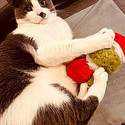 Storm joined the competition — help win amazing prizes! animal, cat, christmas, claws, couch, cozy, cute, fur, gray_and_white, holiday, indoor, mammal, paw, pet, plush_toy, relaxed, santa_hat, toy, whiskers, yellow_eyes