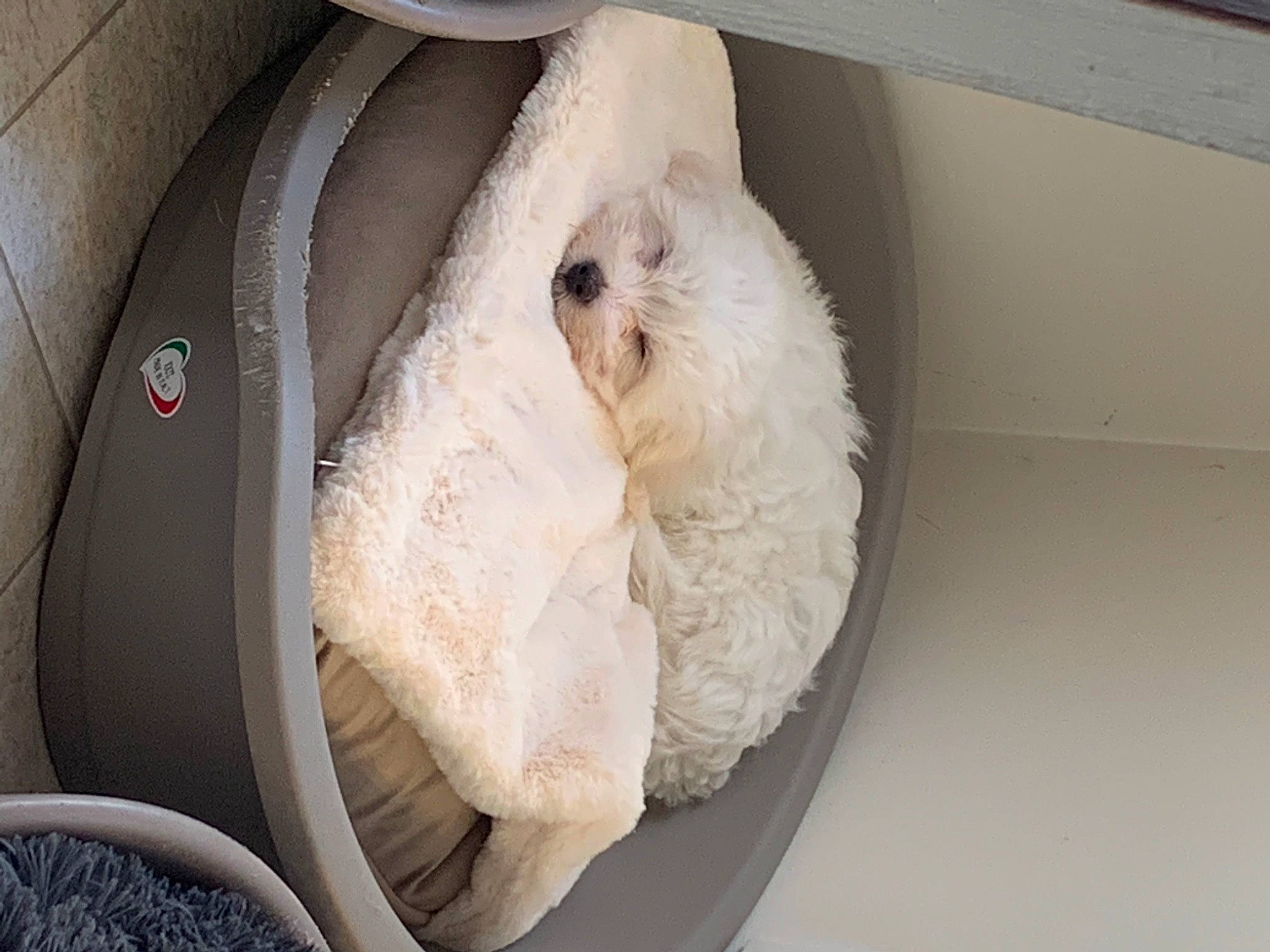 Thalya a rejoint le concours — aidez-le/la à gagner de superbes lots ! canidae, car_seat, car_seat_cover, carnivore, comfort, companion_dog, dog, dog_breed, felidae, fur, labradoodle, non_sporting_group, pet_supply, snout, sporting_group, toy, toy_dog, whiskers