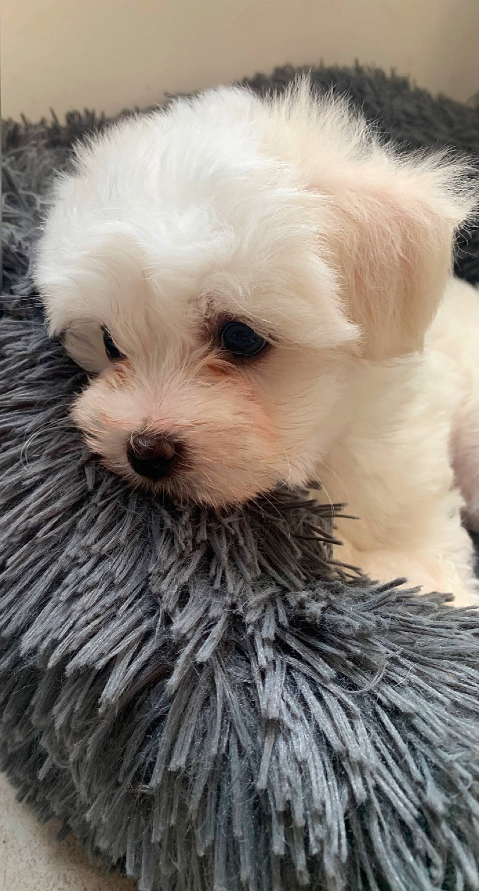 Thalya participe au concours pour gagner de l'argent avec cette photo : carnivore, collar, companion_dog, dog, dog_breed, dog_clothes, dog_collar, dog_supply, fur, pet_supply, poodle_crossbreed, puppy_love, shih_poo, small_terrier, snout, sporting_group, terrier, toy_dog, whiskers, working_animal