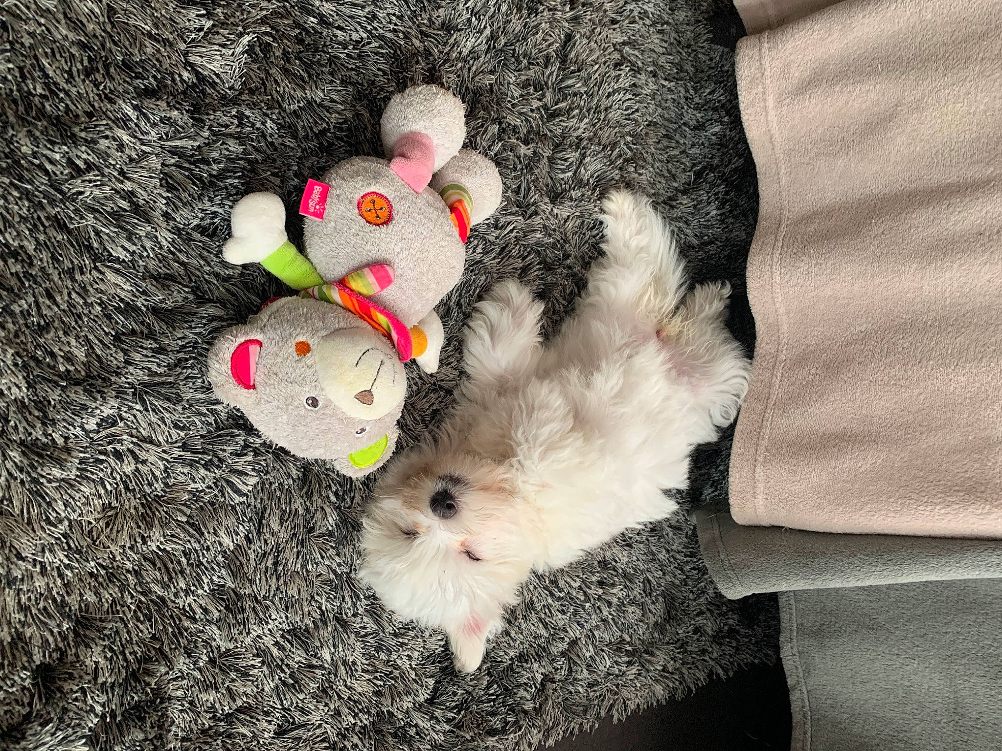 Thalya participe au concours pour gagner de l'argent avec cette photo : canidae, carmine, cat_toy, fawn, fur, hamster, mammal, mouse, muroidea, paw, pet_supply, rodent, stuffed_toy, tail, toy, vertebrate, whiskers