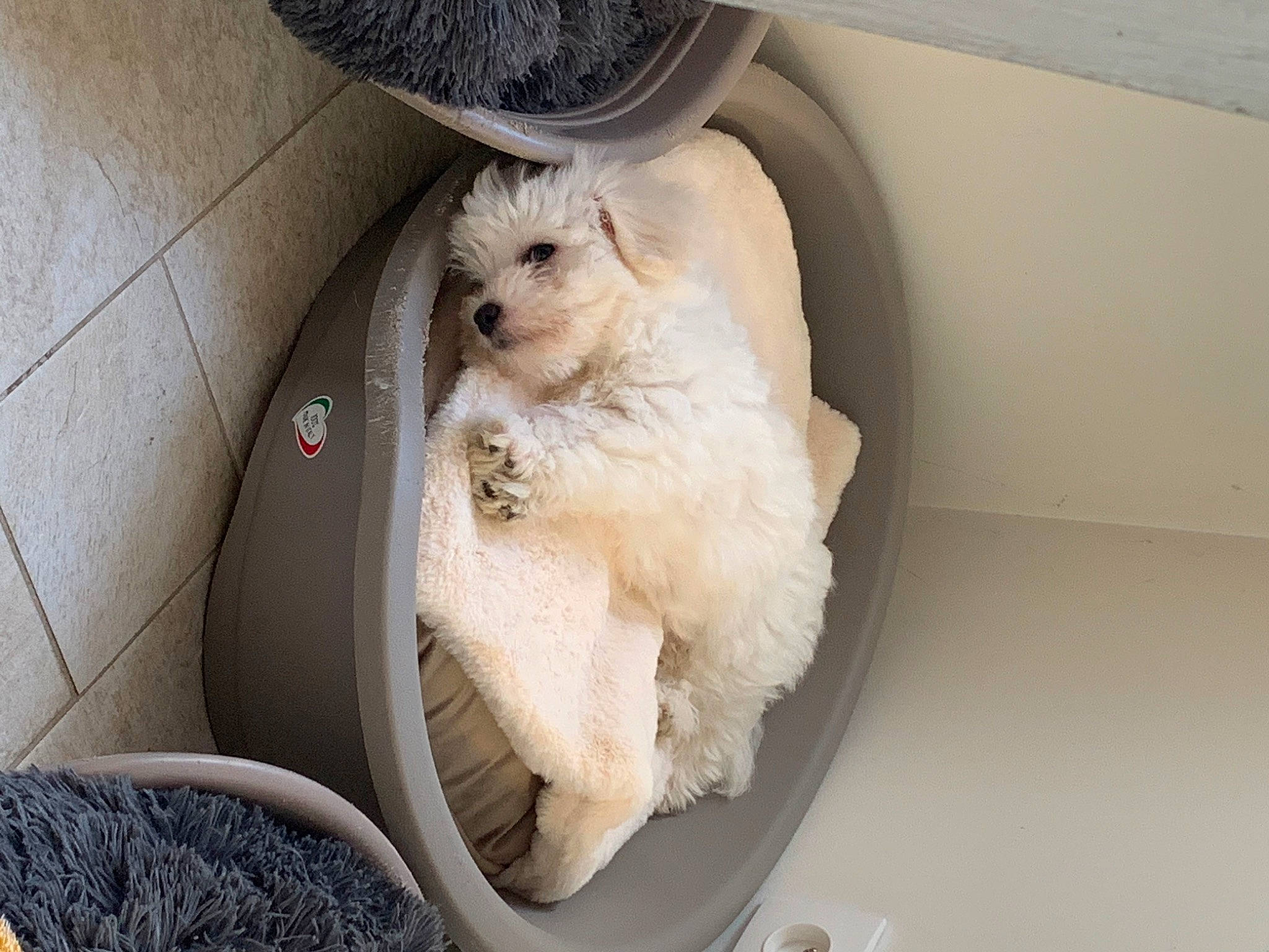 Thalya participe au concours pour gagner de l'argent avec cette photo : car_seat, car_seat_cover, carnivore, comfort, companion_dog, dog, dog_breed, dog_supply, fawn, fur, hat, labradoodle, mechanical_fan, pet_supply, sporting_group, terrier, toy_dog, vehicle, vehicle_door, working_animal