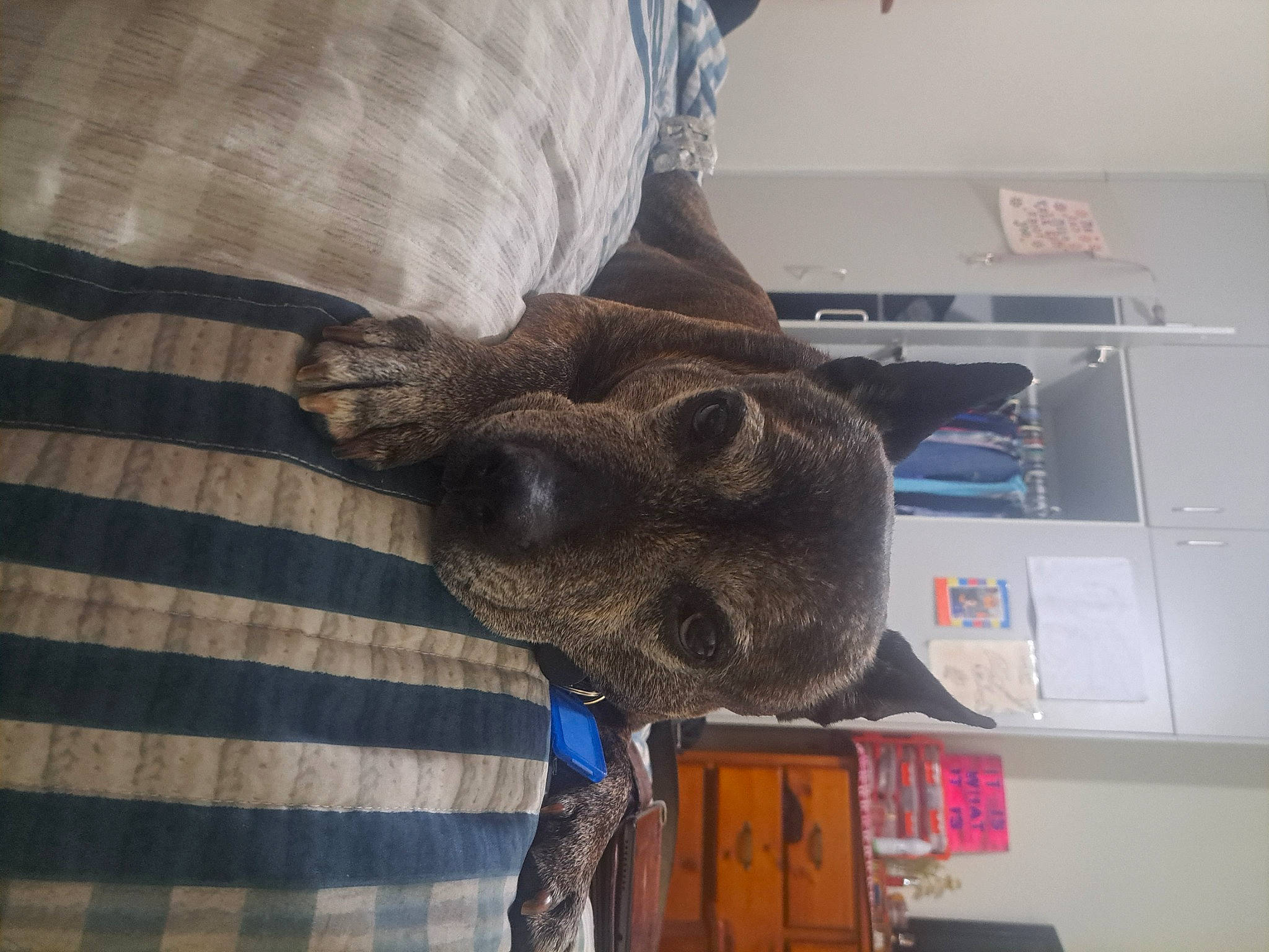 Layla is registered to the contest to win money with this photo: canidae, carnivore, comfort, dog, dog_breed, ear, fawn, felidae, fur, hat, pattern, room, sleeve, small_to_medium_sized_cats, snout, sporting_group, whiskers, working_animal