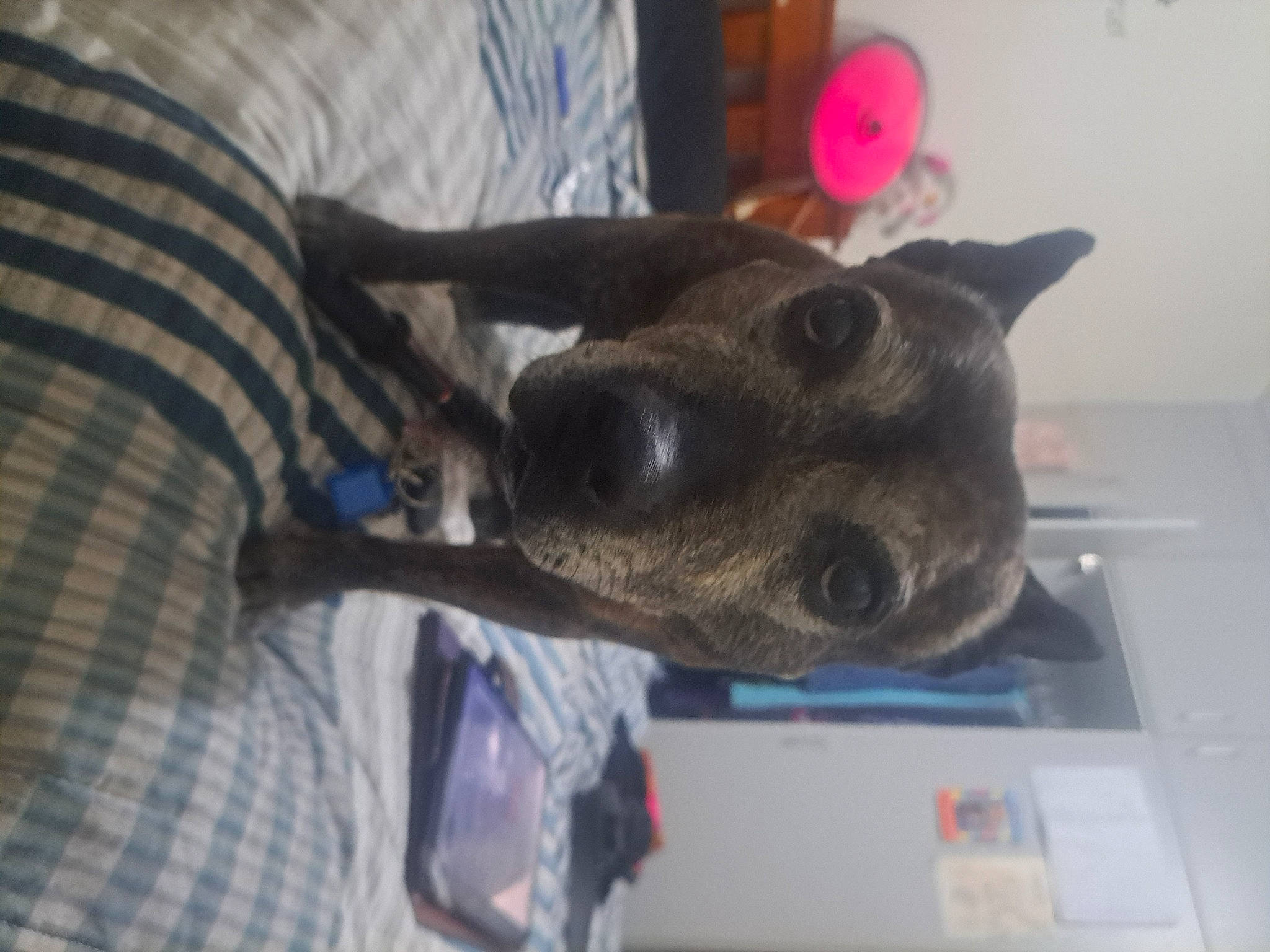 Layla joined the competition — help win amazing prizes! canidae, carnivore, companion_dog, dog, dog_breed, ear, fawn, fur, non_sporting_group, plaid, snout, sporting_group, tartan, working_animal