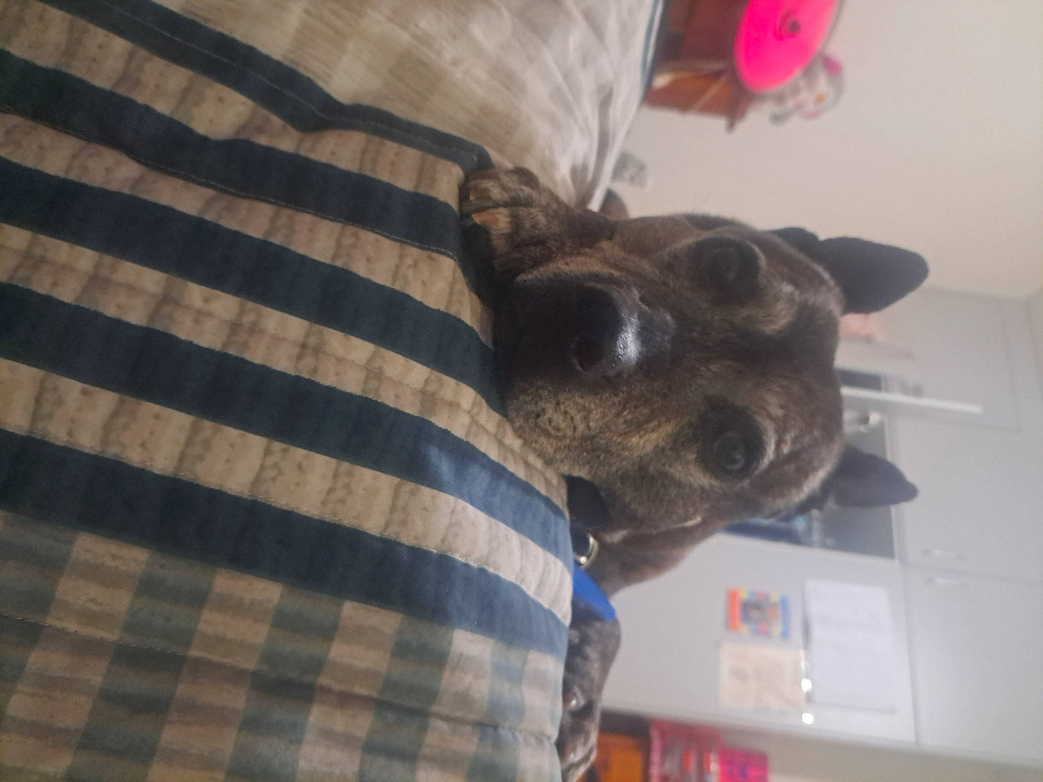 Layla joined the competition — help win amazing prizes! canidae, carnivore, comfort, companion_dog, couch, dog, dog_breed, ear, fawn, fur, linens, pattern, plaid, snout, sporting_group, tartan, whiskers, wood, working_animal, woven_fabric