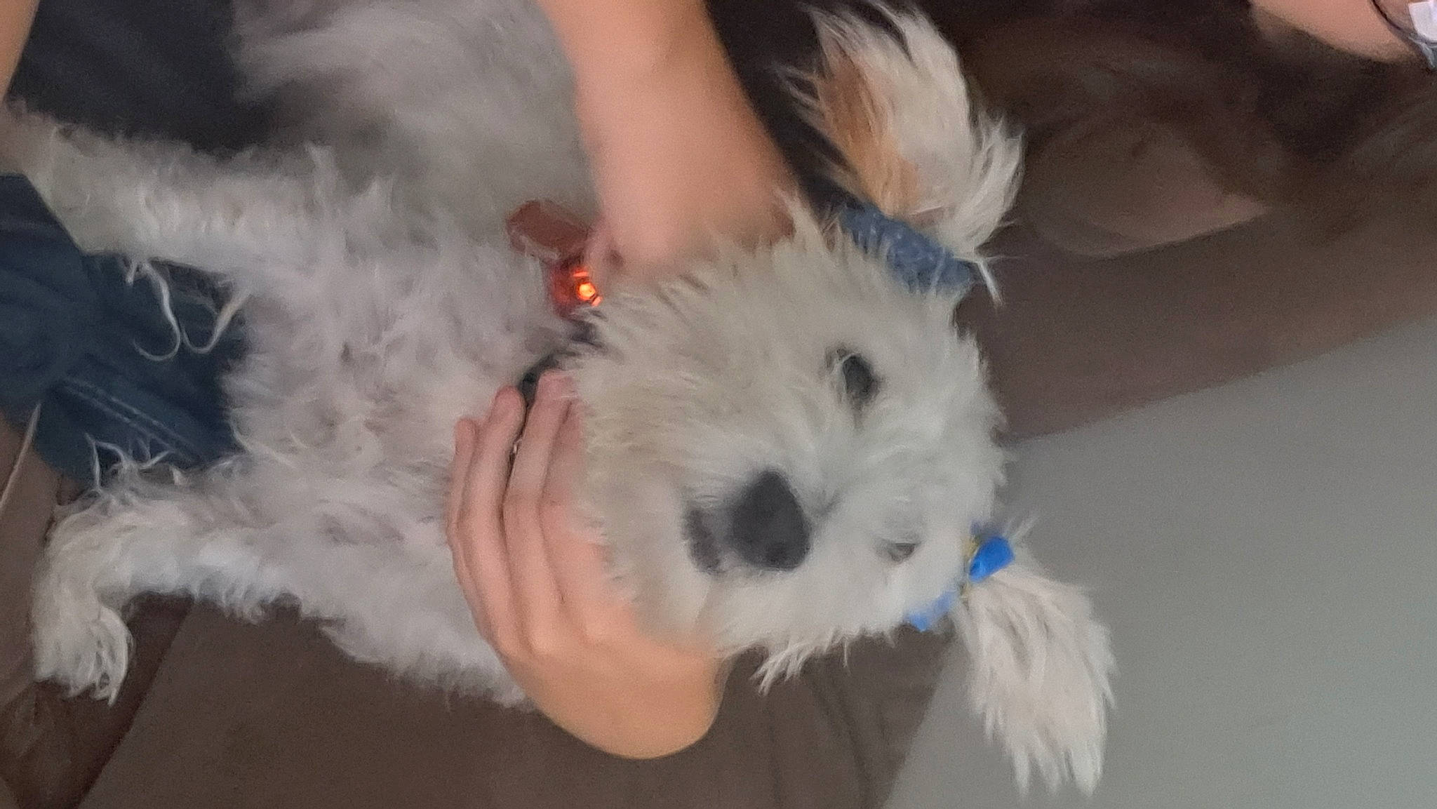 Milo joined the competition — help win amazing prizes! ball, canidae, carnivore, companion_dog, dog, dog_breed, fur, labradoodle, maltepoo, non_sporting_group, small_terrier, snout, sporting_group, terrier, toy, toy_dog