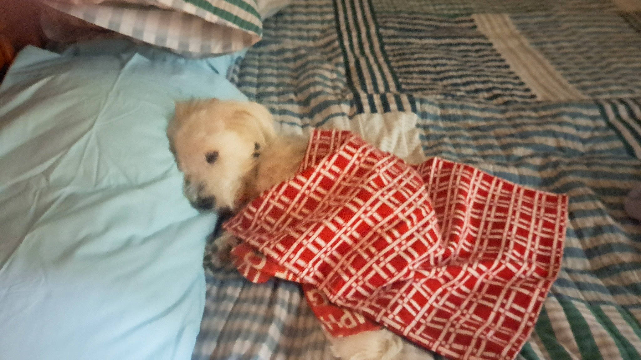 Milo joined the competition — help win amazing prizes! canidae, carnivore, comfort, companion_dog, dog, dog_breed, dog_supply, fawn, fur, linens, pattern, pet_supply, plaid, room, sporting_group, tartan, toy, toy_dog, wood, working_animal