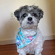 Benny Boo Boo joined the competition — help win amazing prizes! dog, small_dog, bandana, pet, indoor, floor, wooden_floor, wall, cute, curious, fur, animal, companion, domestic_animal, portrait, sitting, looking, adorable, friendly, house