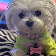 Popcorn joined the competition — help win amazing prizes! dog, white_fur, pet, cute, collar, tag, bow, green_outfit, lying_down, zebra_pattern, blanket, animal, small_dog, indoors, fur, face, black_nose, close_up, adorable, portrait