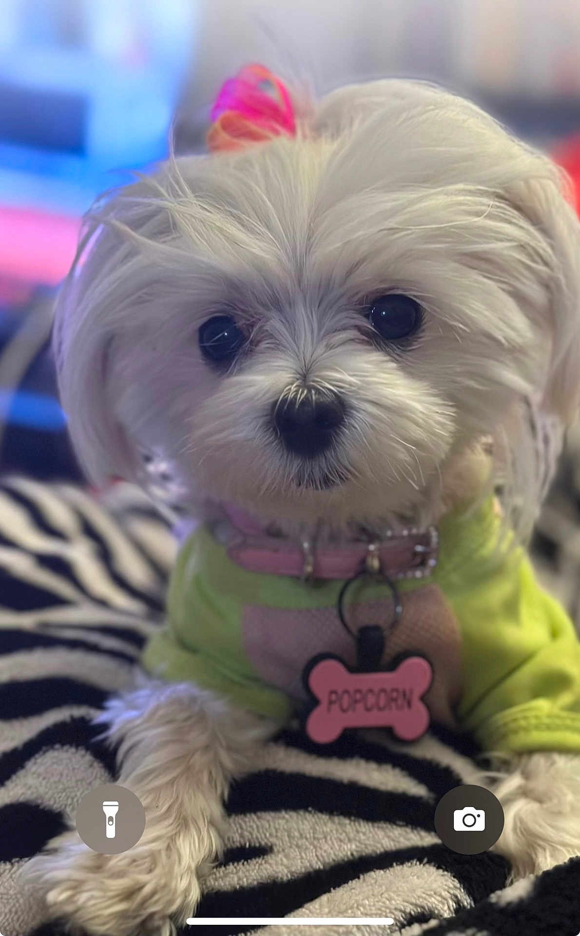 Popcorn joined the competition — help win amazing prizes! dog, white_fur, pet, cute, collar, tag, bow, green_outfit, lying_down, zebra_pattern, blanket, animal, small_dog, indoors, fur, face, black_nose, close_up, adorable, portrait