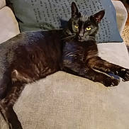 Blacky a rejoint le concours — aidez-le/la à gagner de superbes lots ! black_cat, cat, pet, animal, feline, indoor, couch, pillow, relaxing, yellow_eyes, fur, whiskers, ears, claws, home, domestic, resting, looking, comfortable, mammal