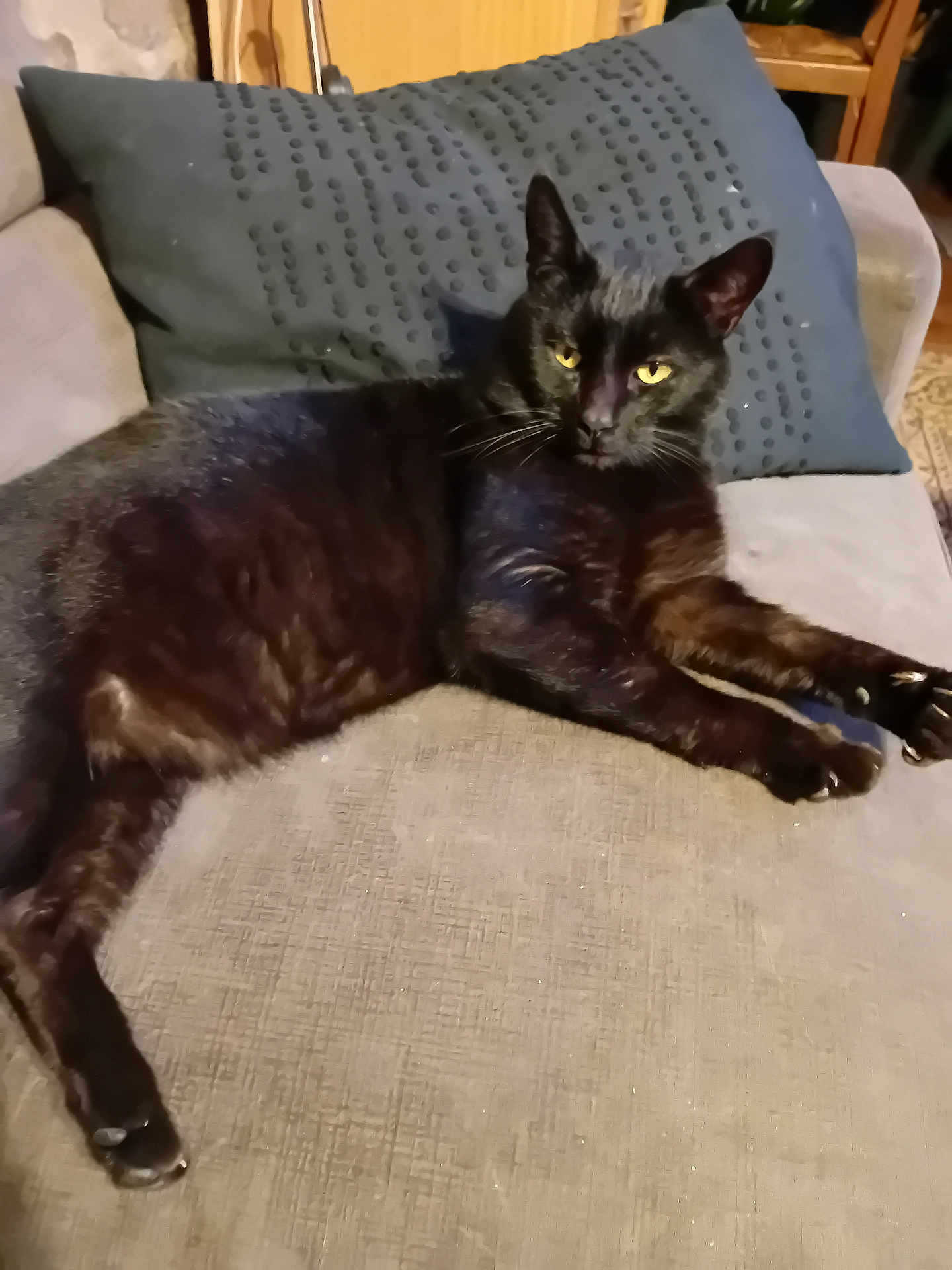 Blacky a rejoint le concours — aidez-le/la à gagner de superbes lots ! black_cat, cat, pet, animal, feline, indoor, couch, pillow, relaxing, yellow_eyes, fur, whiskers, ears, claws, home, domestic, resting, looking, comfortable, mammal