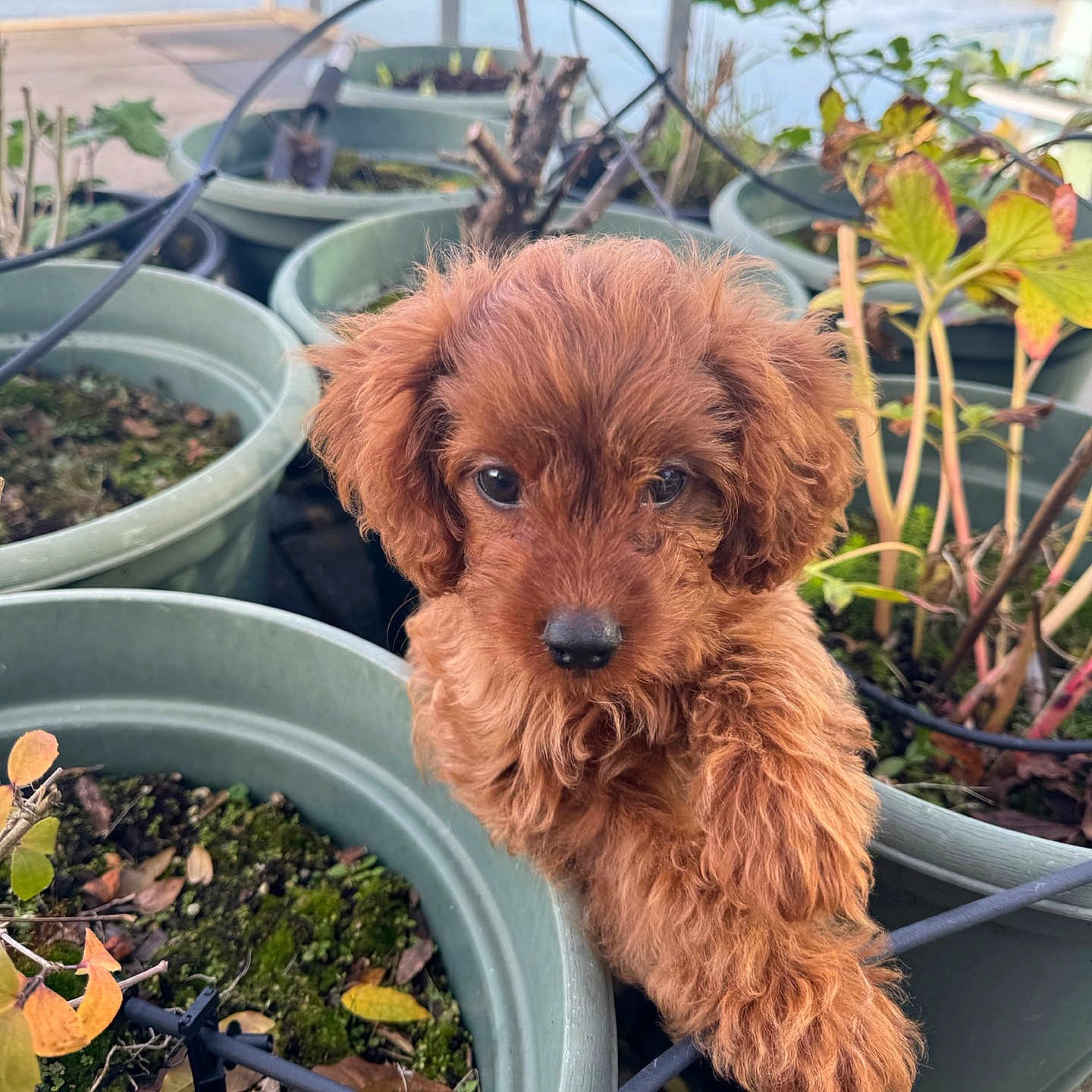 Annie is registered to the contest to win money with this photo: animal, canine, cookware, dog, flower, herbal, herbs, jar, leaf, outdoors, pet, plant, planter, pot, pottedplant, pottery, puppy, soil, terrier, vase