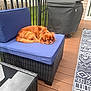 dog, sleeping, outdoor, patio, chair, cushion, glass_table, grill, grill_cover, wooden_deck, rug, fence, house, window, daylight, relaxation, pet, brown_dog, resting, calm