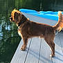 Cashew is registered to the contest to win money with this photo: dog, brown_dog, dock, wooden_dock, water, lake, kayak, blue_kayak, sunlight, outdoor, pet, animal, side_view, tail, collar, reflection, nature, calm, daytime, alert