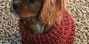 Cashew joined the competition — help win amazing prizes! puppy, dog, brown, sweater, knitted, carpet, pet, cute, small, indoors, fur, animal, sitting, cozy, young, adorable, fluffy, looking, attention, domestic