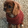 puppy, dog, brown, sweater, knitted, carpet, pet, cute, small, indoors, fur, animal, sitting, cozy, young, adorable, fluffy, looking, attention, domestic