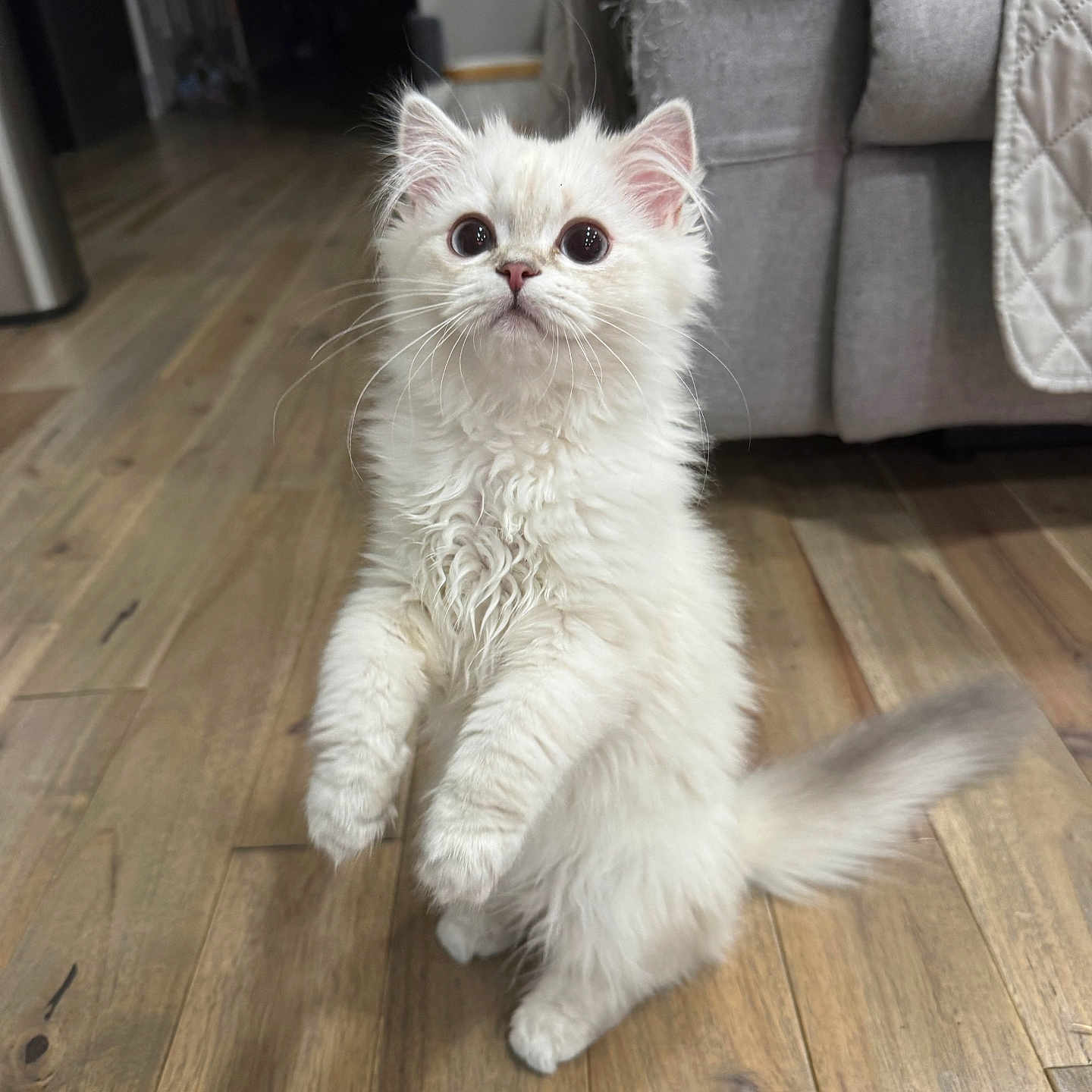 Minnoş is registered to the contest to win money with this photo: animal, cat, couch, curious, cute, domestic, ears, floor, furry, house, indoor, kitten, pet, playful, standing, tail, whiskers, white_fur, wooden_floor, young_animal