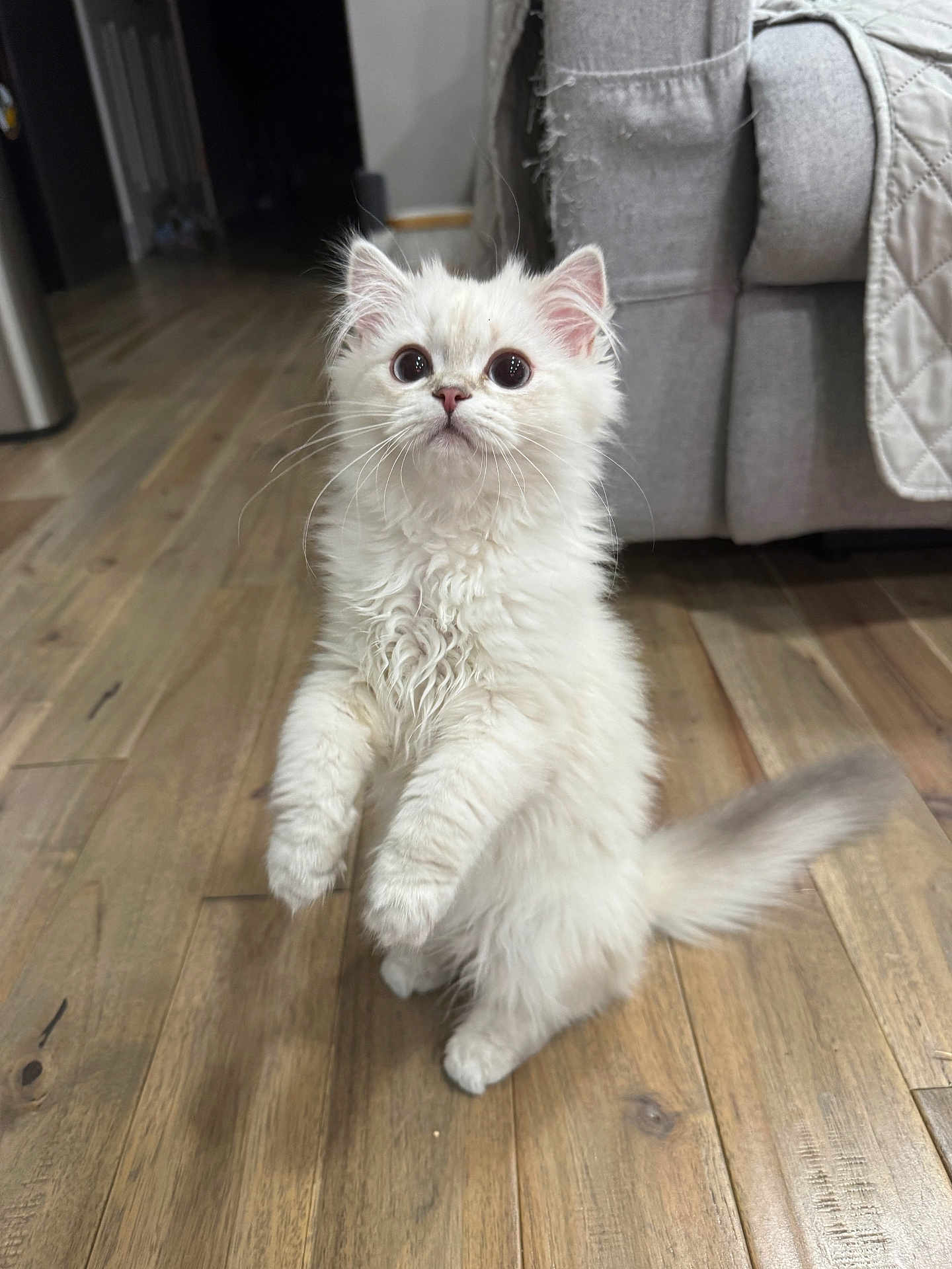 Minnoş is registered to the contest to win money with this photo: kitten, cat, white_fur, indoor, wooden_floor, curious, pet, furry, young_animal, playful, standing, couch, domestic, cute, whiskers, tail, ears, floor, house, animal